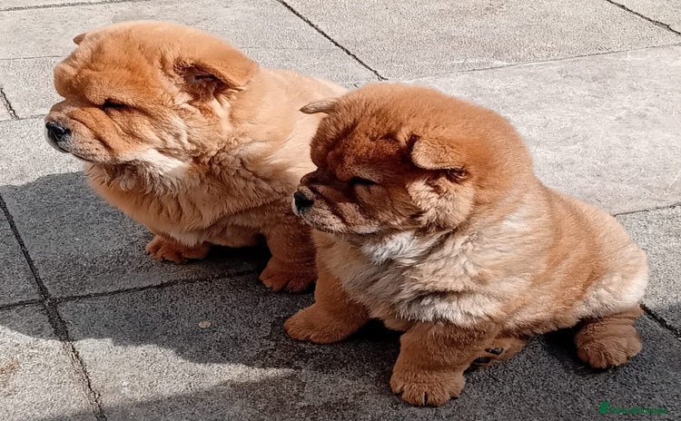 Chow Chow dogs - Advert 1