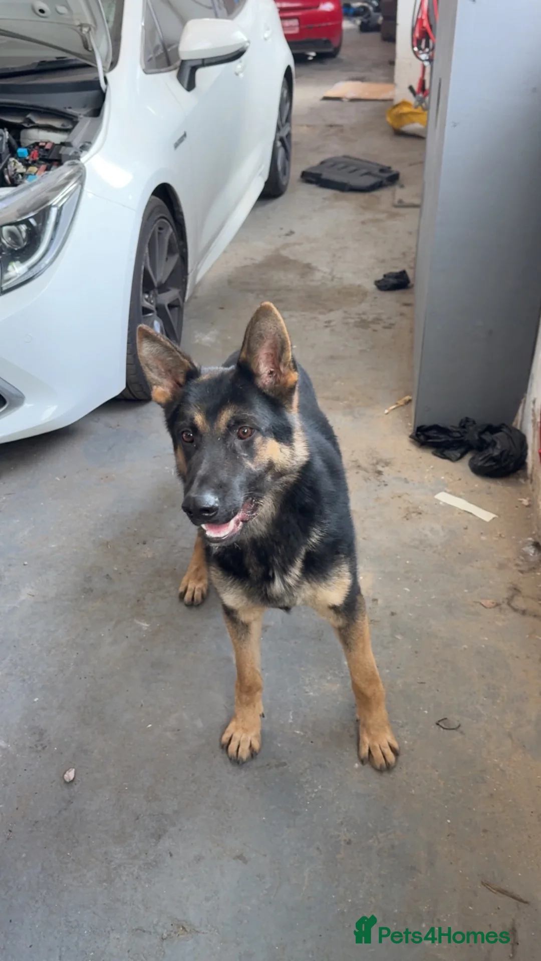 German Shepherd dogs for sale: 11 month German shepherd male friendly energetic ! in Keighley - Advert 2