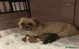 Shih Tzu dogs for sale: Imperial Shihtzu puppies - Image 5