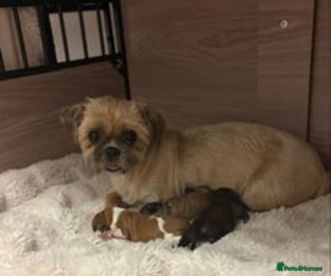 Shih Tzu dogs for sale: Imperial Shihtzu puppies - Image 5