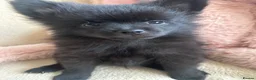 Pomeranian dogs for sale: Pomeranian  - Advert 6