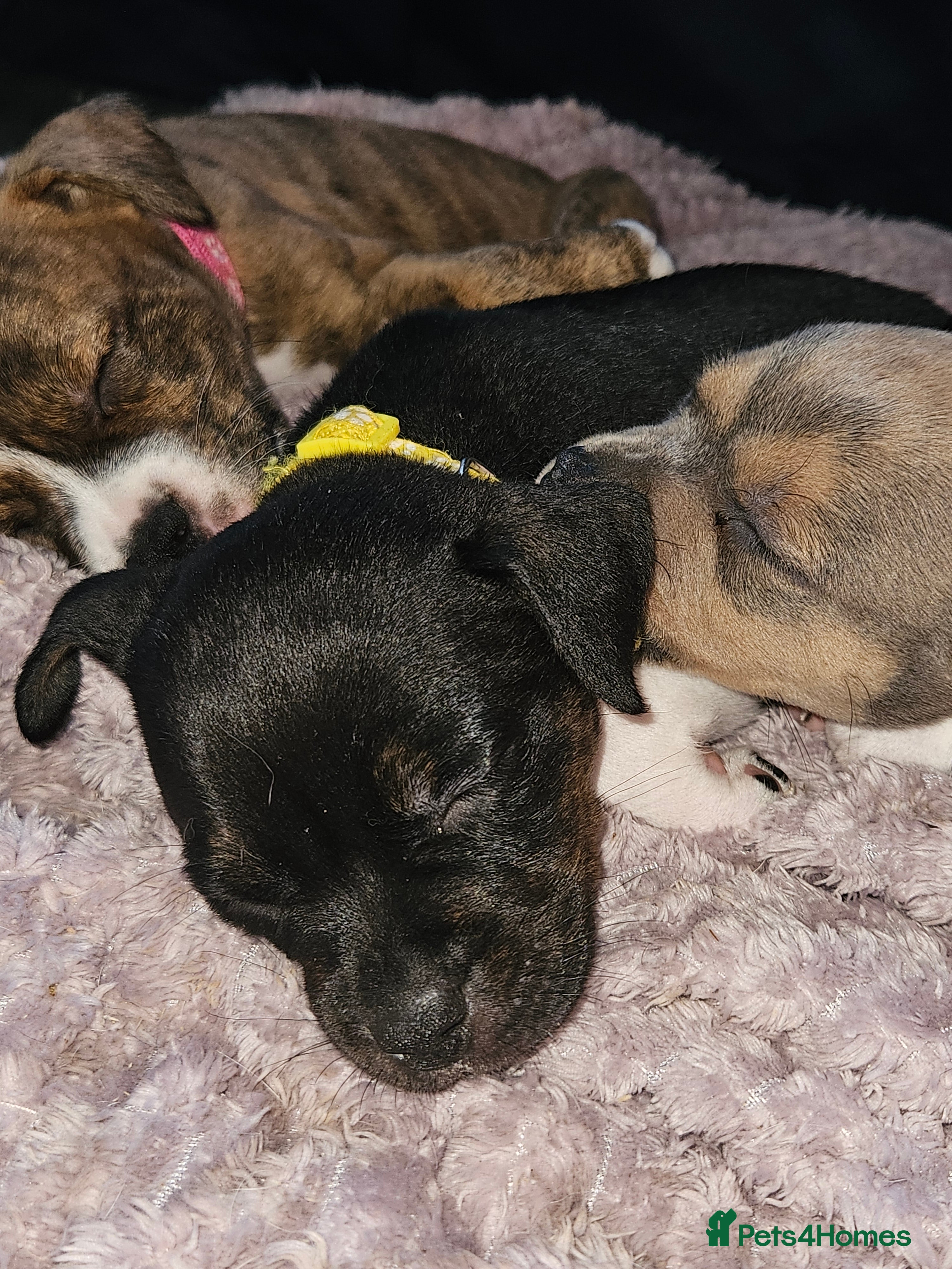 Mixed Breed dogs American Bulldog Cross Staffy puppies  - Advert 1