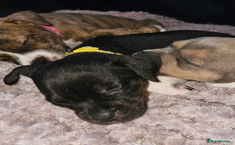 Mixed Breed dogs - Advert 8