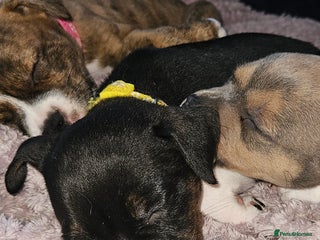 Mixed Breed dogs - Advert 23