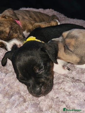 Mixed Breed dogs - Advert 3
