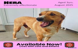 Mixed Breed dogs for adoption: Hera - sister of Sparky- available for adoption in Brixham - Image 1