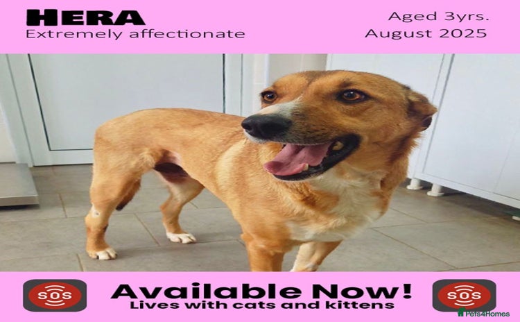 Mixed Breed dogs in Brixham - Advert 5