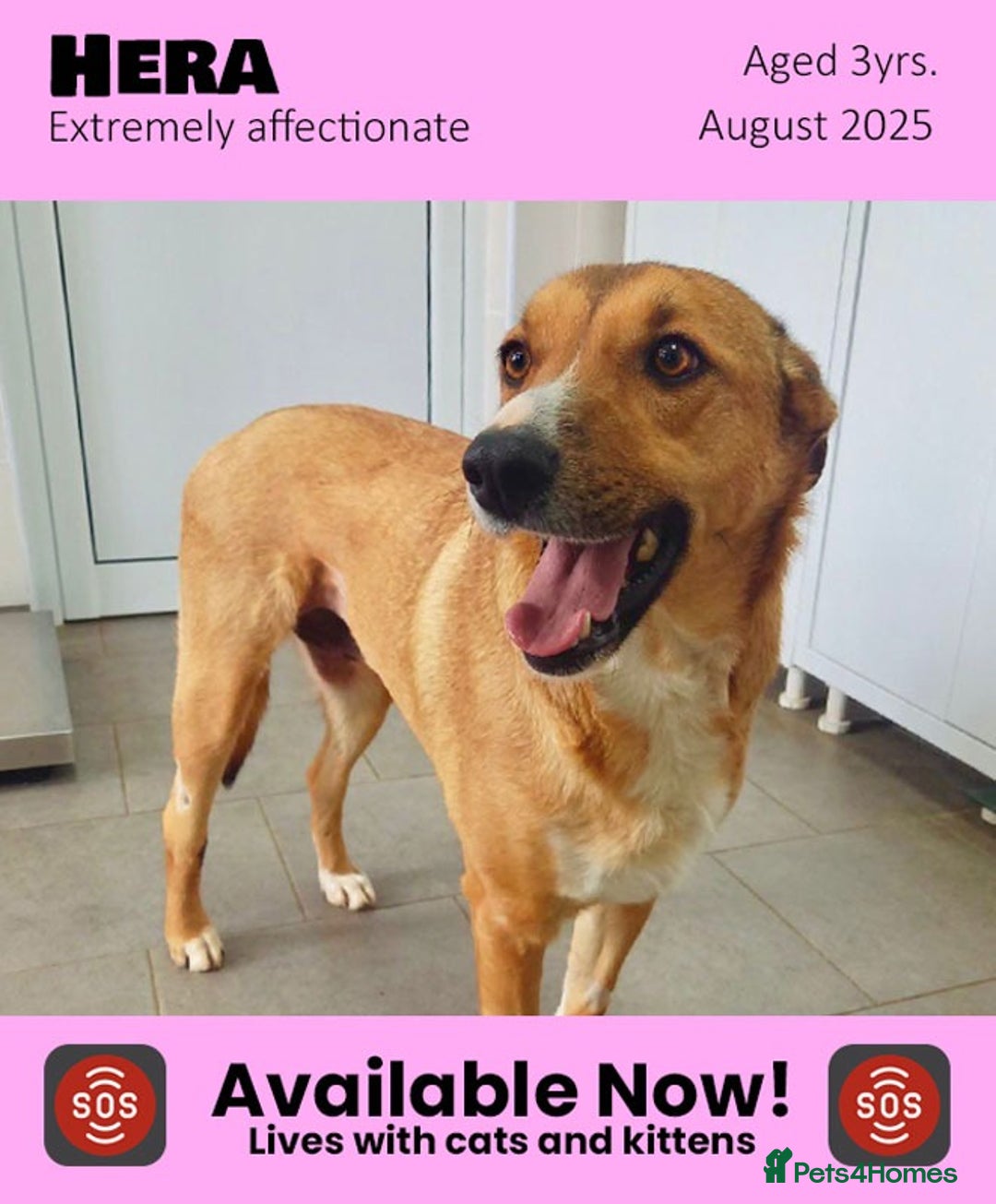 Mixed Breed dogs for adoption: Hera - sister of Sparky- available for adoption in Brixham - Image 1