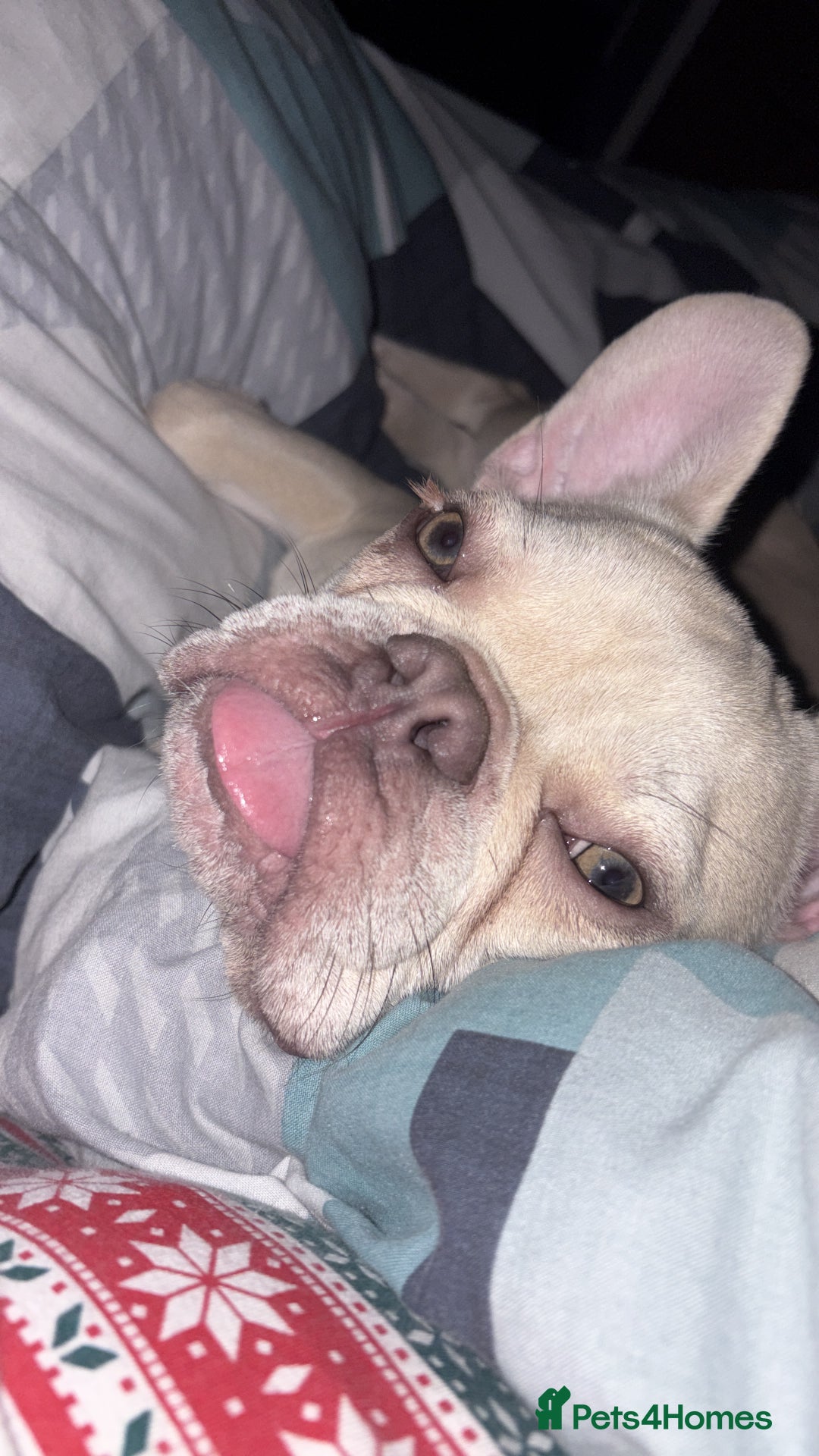French Bulldog dogs for sale: Kc registered French bulldog  - Advert 1