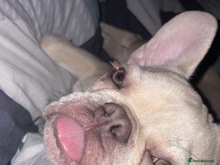 French Bulldog dogs Kc registered French bulldog - Advert 8