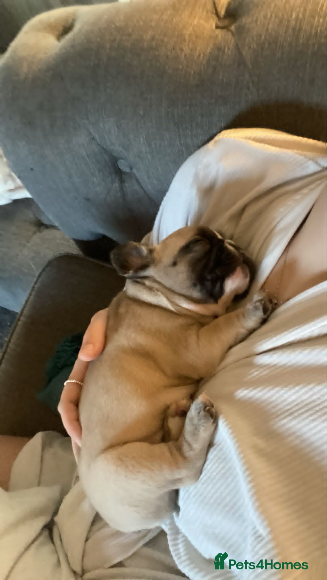 French Bulldog dogs for sale: DWKC Registered Puppies – Health Tested  - Advert 9