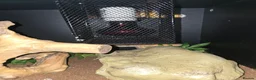 Python Snake reptiles for sale: 5x royal pythons and set ups in Birmingham - Advert 7