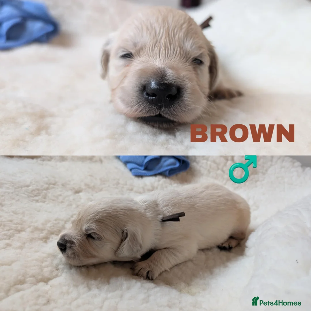 Golden Retriever dogs for sale: Stunning Cream Golden Retriever Puppies - Advert 8