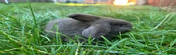 Mini Lop rabbits for sale: Lovely mini Lop bunnies, ready for a new home ❤️ - Advert 2