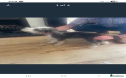Lurcher dogs for sale: Little boy for sale - Image 6