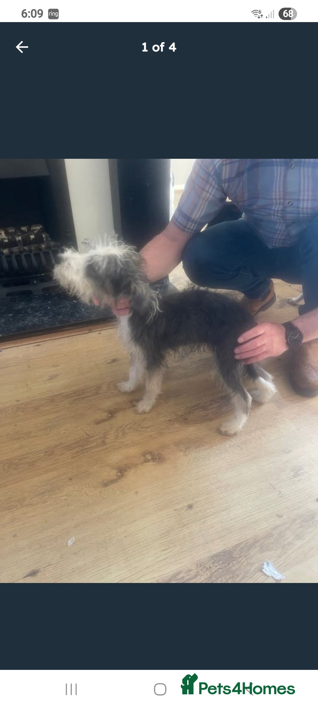 Lurcher dogs for sale: Little boy for sale - Image 6