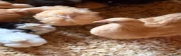 Chickens poultry for sale: Buff orpington chicks day olds to 3 week olds  - Advert 3