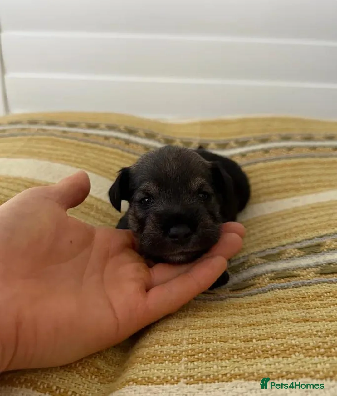 Miniature Schnauzer dogs for sale: Beautiful Pure Miniature Schnauzer Sweethearts  - Advert 15