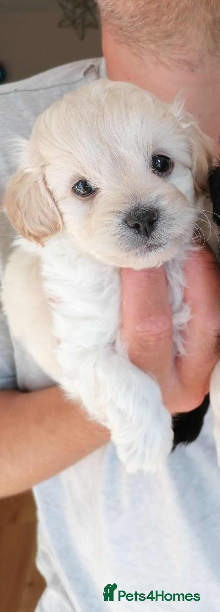 Maltipoo dogs Maltipoo puppies 6 weeks old  - Advert 12