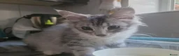 Mixed Breed cats for sale: Female - mix Maine Coon - Advert 10