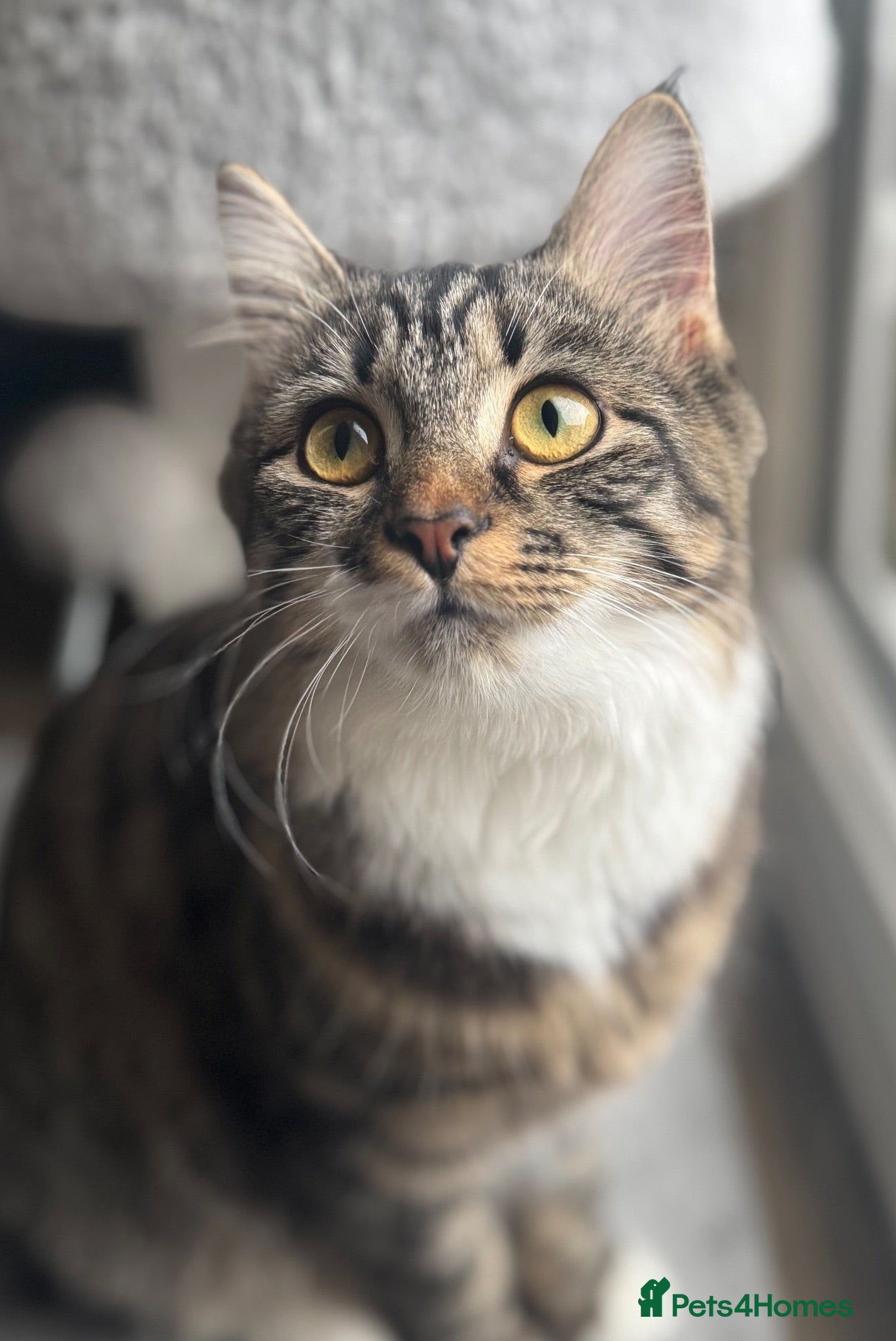 Mixed Breed cats Tabby  - Advert 1
