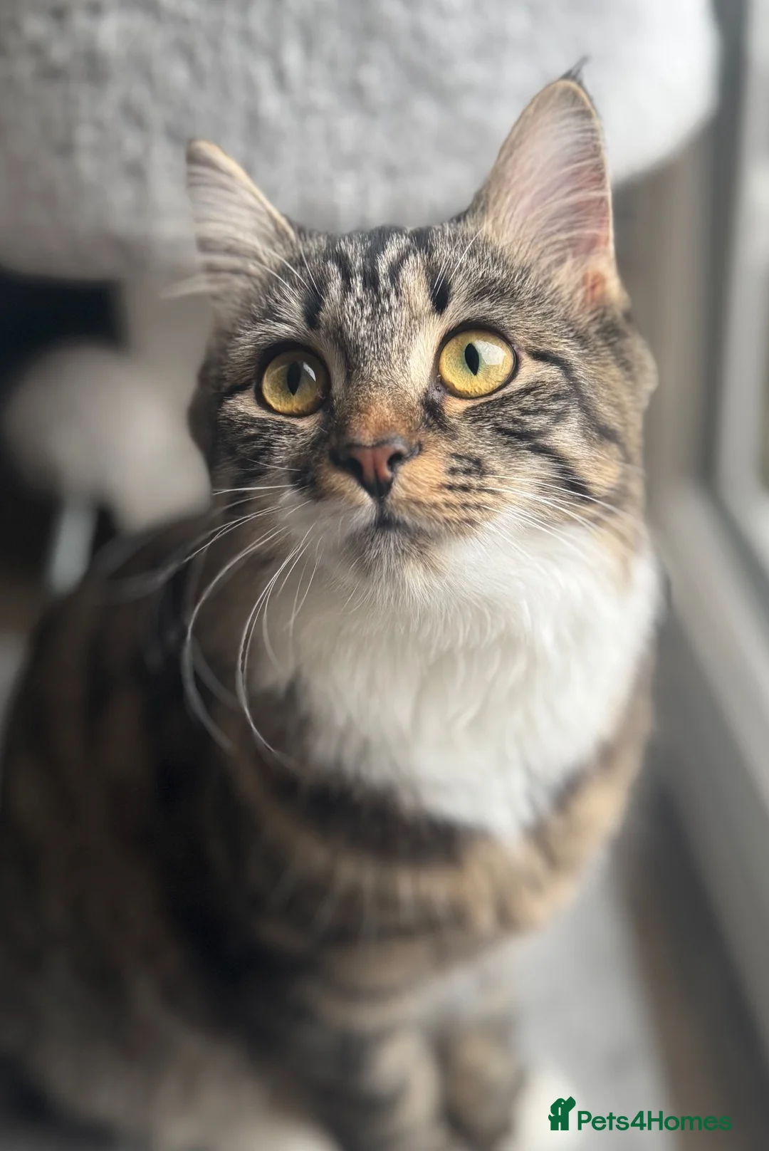 Mixed Breed cats for sale: Tabby  in Chichester - Advert 1