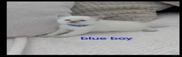 Ragdoll cats for sale: 🐾 5 Beautiful Ragdoll Kittens Looking for homes - Advert 3