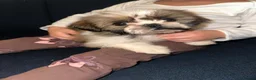 Shih Tzu dogs for sale: ✨✨Beautiful Shih TzuPuppies ✨✨ 🍯🌰🍪🧁🧸🐶 - Advert 9