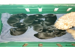 Mixed Breed dogs for sale: Miniature Poodle cross french bulldog puppies  - Image 6