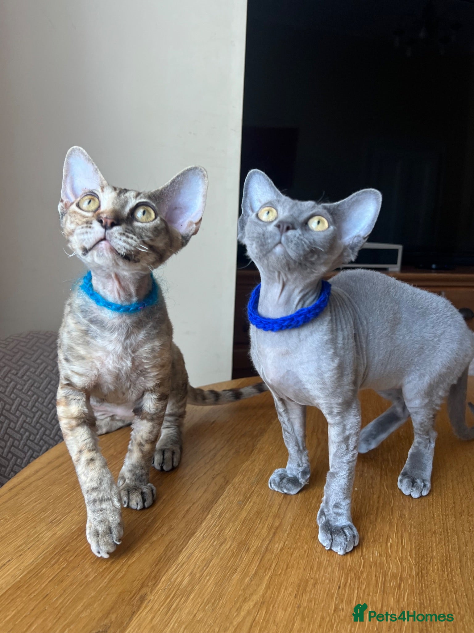 Devon Rex cats Pedigree Devon Rex kittens ready to go - Advert 10
