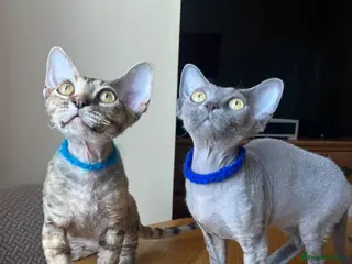 Devon Rex cats Pedigree Devon Rex kittens ready to go - Advert 10