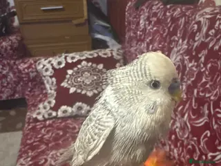Budgerigars birds Baby boy budgie - Advert 3
