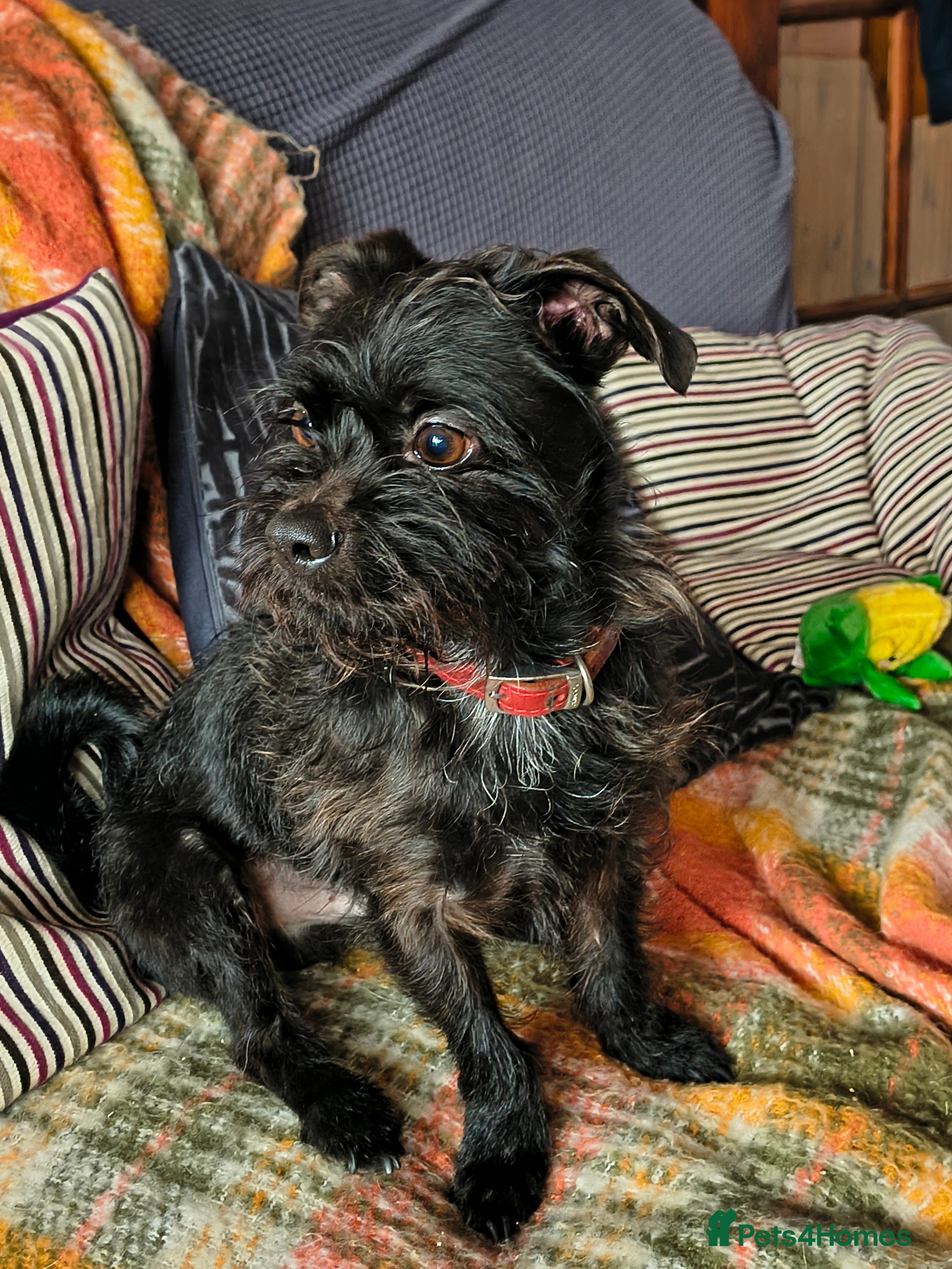 Shihpoo dogs Genuine and heartbreaking rehome mini mixed breed. in Willenhall - Advert 9