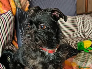 Shihpoo dogs Genuine and heartbreaking rehome mini mixed breed. in Willenhall - Advert 3