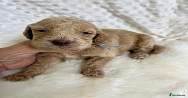 Goldendoodle dogs - Advert 10