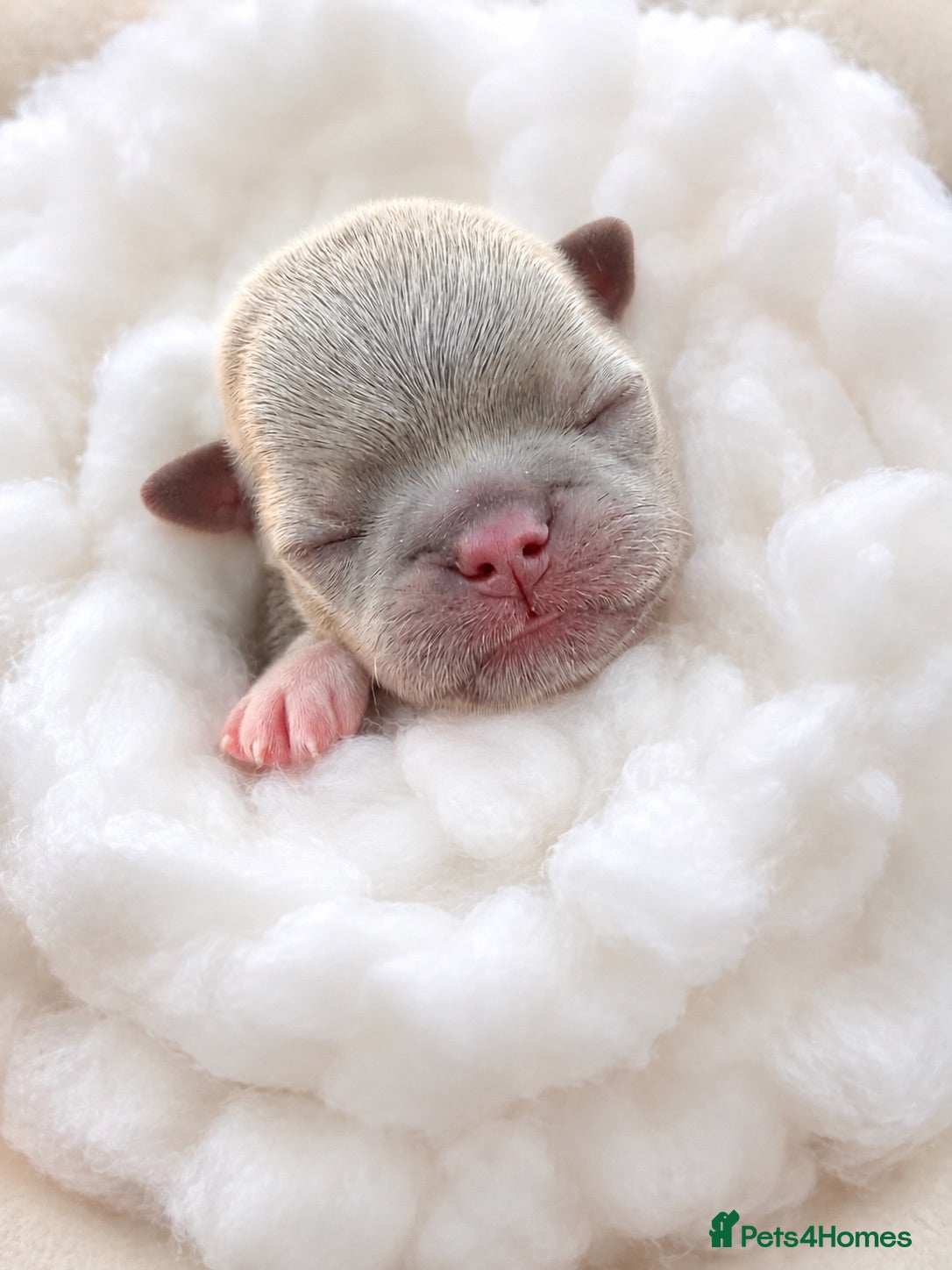 Chihuahua dogs 💖 Stunning chihuahua puppies 💖 - Advert 3