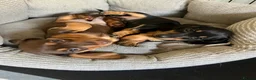 Miniature Dachshund dogs for sale: Black & Tan Miniature Dachshund bitch puppy in Ashford - Advert 6