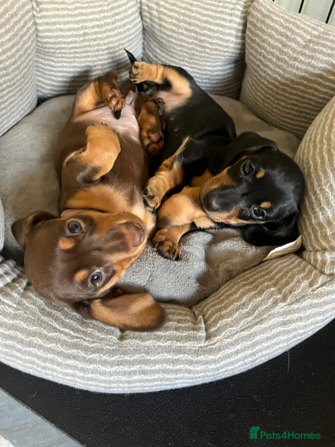 Miniature Dachshund dogs for sale: Black & Tan Miniature Dachshund bitch puppy in Ashford - Advert 6