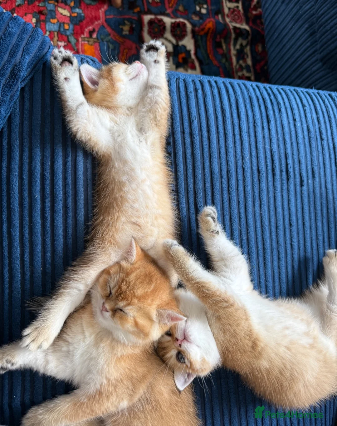 British Shorthair cats for sale: 🐾 Beautiful British Shorthair Golden Kittens 🐾 - Advert 2