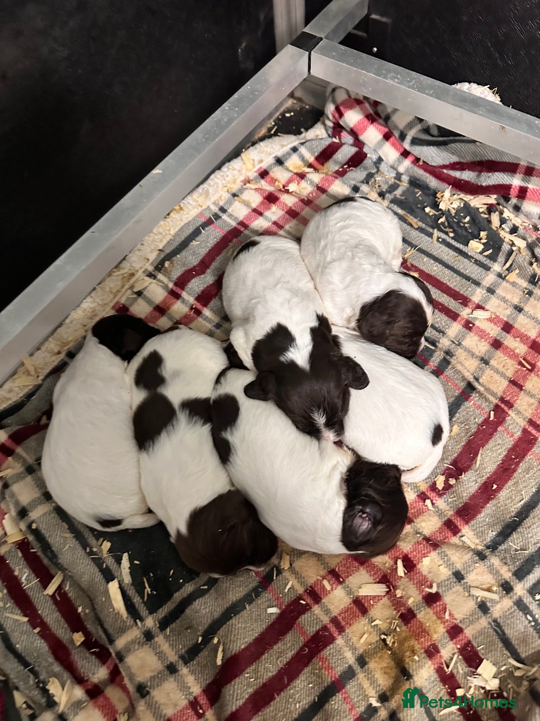 English Springer Spaniel dogs for sale: English Springer Spaniel Puppies - Advert 2