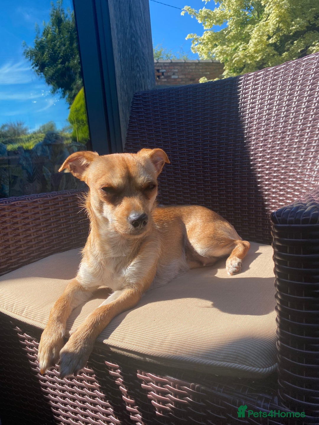 Mixed Breed dogs for sale: Looking for a forever home  - Image 10