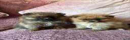 Pomeranian dogs for sale: TINY POM PUPPIES EXTENSIVELY HEALTH CHECKED in Manchester - Advert 2