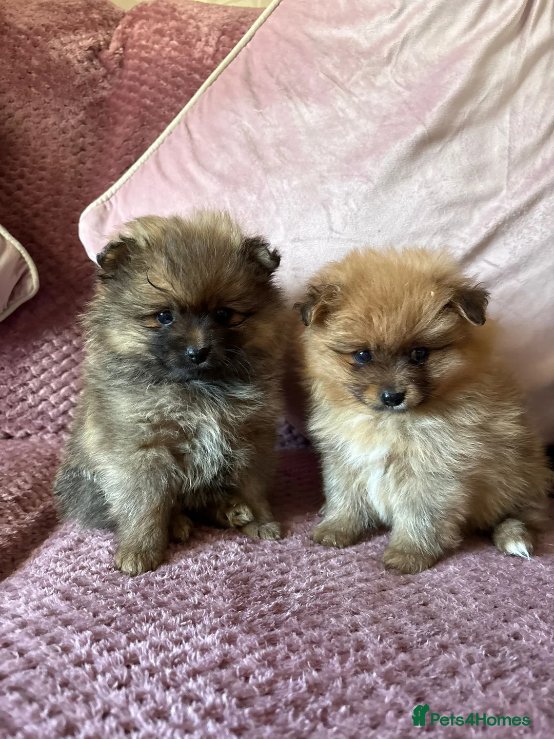 Pomeranian dogs for sale: TINY POM PUPPIES EXTENSIVELY HEALTH CHECKED in Manchester - Advert 2