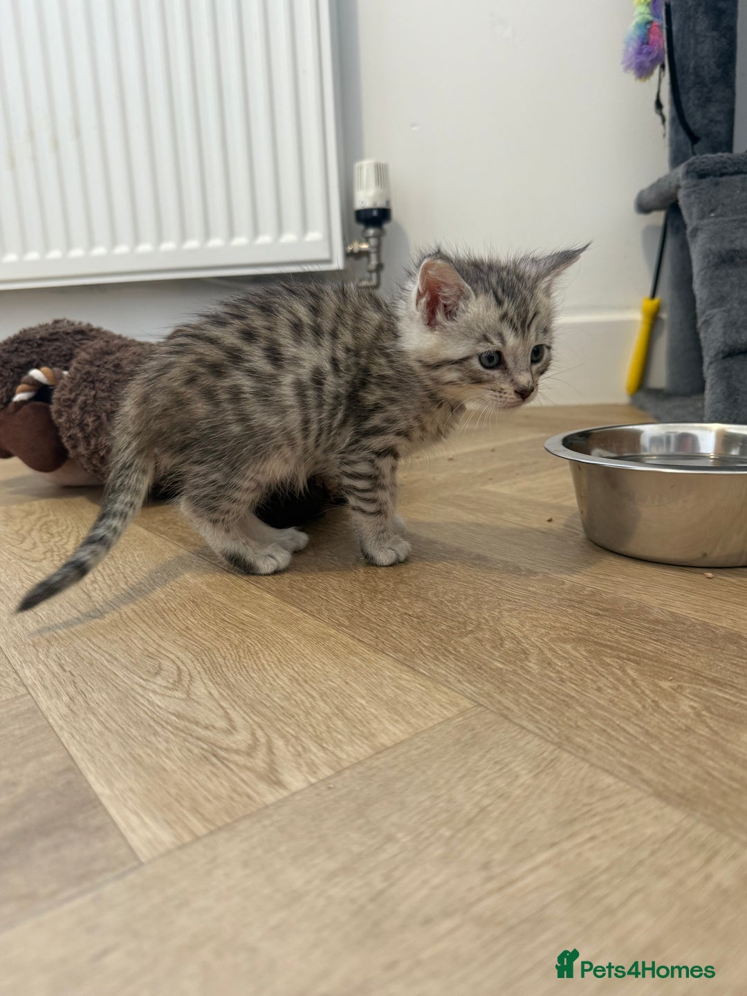 Maine Coon cats for sale: Maine Coon x Savannah Kittens - Advert 27