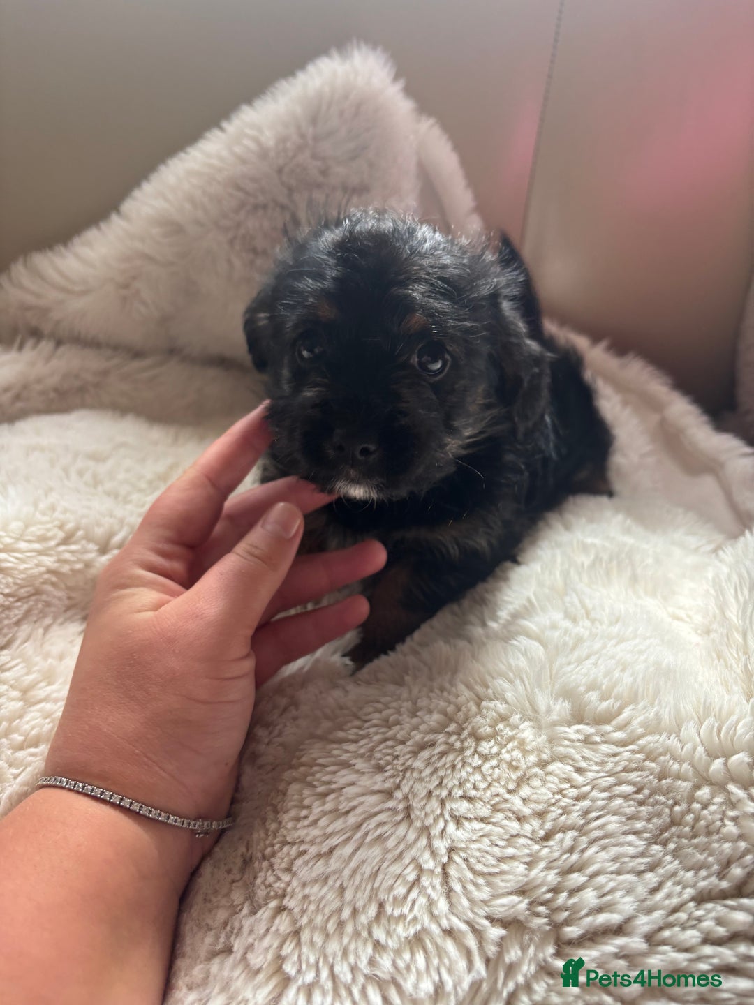 Shih Tzu dogs for sale: Shih tzu cross Yorkshire terrier - Image 12
