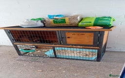 Mini Lop rabbits for sale: Mini lop rabbit - Image 7