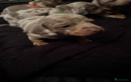 Miniature Dachshund dogs for sale: Beautiful miniature dachshund puppies  - Advert 4