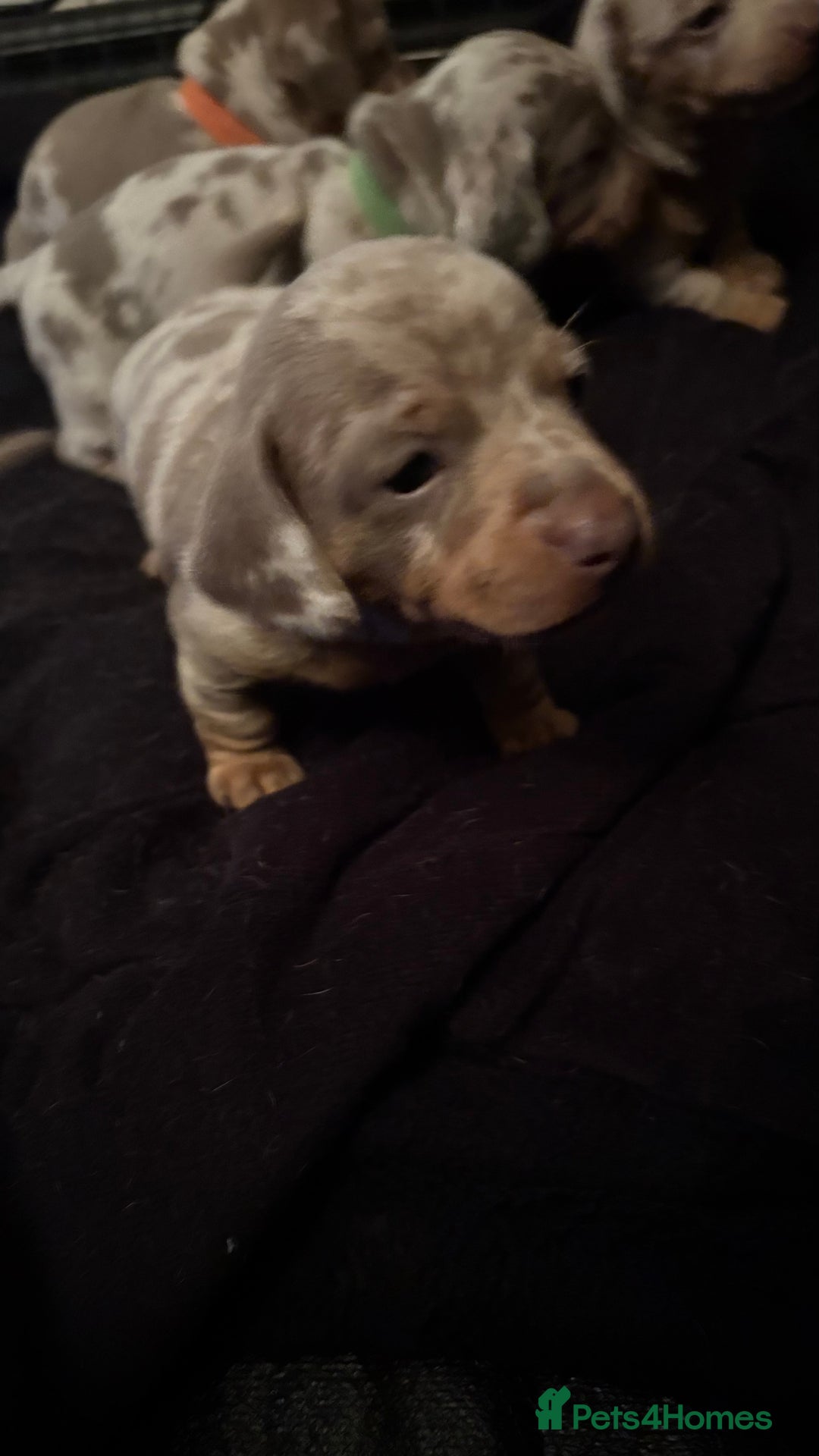 Miniature Dachshund dogs for sale: Beautiful miniature dachshund puppies  - Advert 4