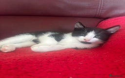 Mixed Breed cats for sale: Two Adorable Male Kittens 🥰😍 - Image 6