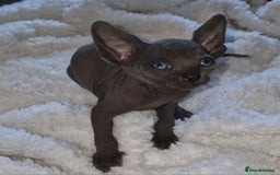 Sphynx cats for sale: Beautiful Canadian Sphynx kittens purebreed  - Image 21